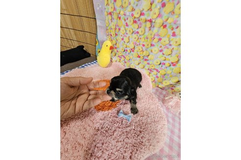 成約済の神奈川県のチワワ(ロングコート)-335277の3枚目