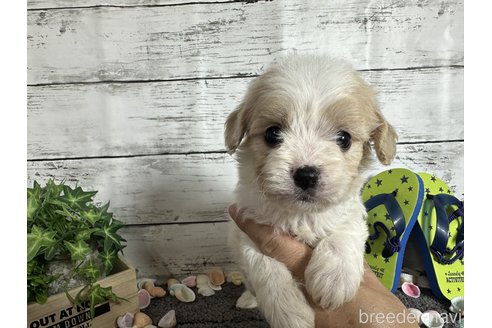成約済の奈良県のミックス犬-329207の1枚目