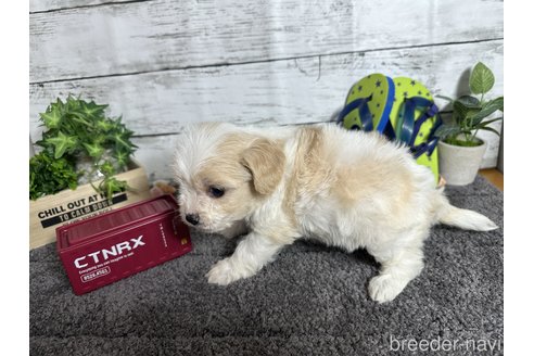 成約済の奈良県のミックス犬-329207の4枚目