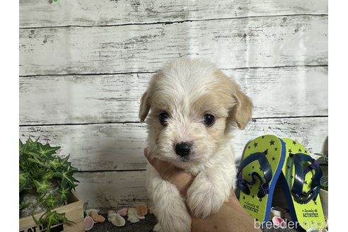 成約済の奈良県のミックス犬-329207の3枚目