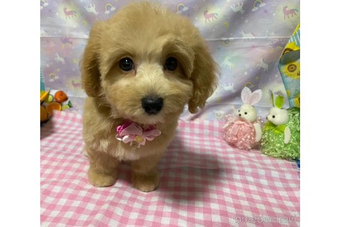 成約済の神奈川県のマルプー:マルチーズ×トイプードル-335278の12枚目