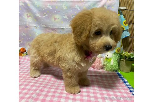成約済の神奈川県のマルプー:マルチーズ×トイプードル-335278の11枚目