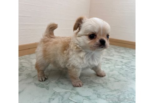 成約済の香川県のチワワ(ロングコート)-335279の10枚目