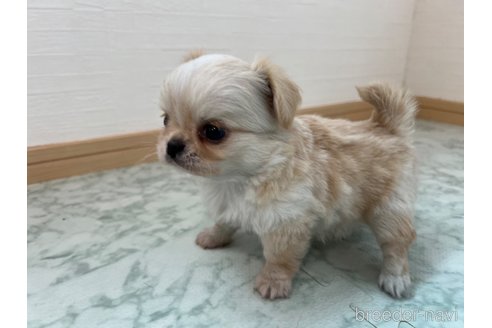 成約済の香川県のチワワ(ロングコート)-335279の3枚目
