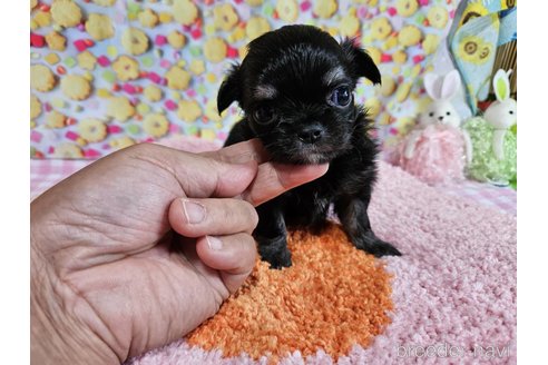 成約済の神奈川県のチワワ(ロングコート)-335283の37枚目