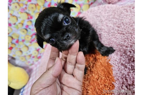成約済の神奈川県のチワワ(ロングコート)-335283の36枚目