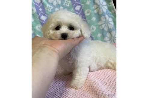 成約済の山形県のビションフリーゼ-335284の1枚目