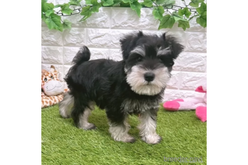 成約済の愛知県のミニチュアシュナウザー-332118の5枚目