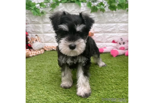 成約済の愛知県のミニチュアシュナウザー-332118の2枚目