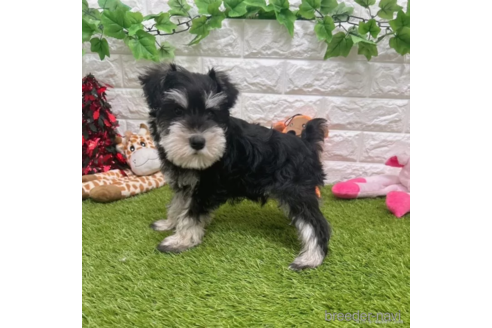 成約済の愛知県のミニチュアシュナウザー-332118の3枚目