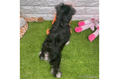 成約済の愛知県のミニチュアシュナウザー-332118の4枚目