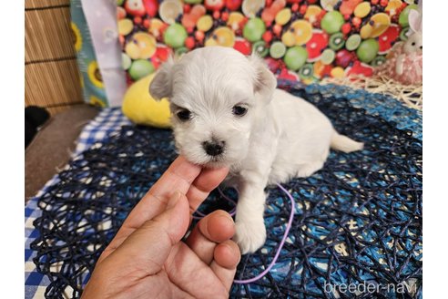 成約済の神奈川県のマルチーズ-335295の17枚目