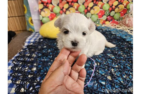 成約済の神奈川県のマルチーズ-335295の16枚目