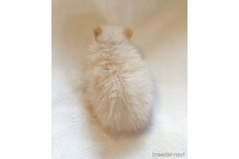 成約済の山口県のポメラニアン-335313の7枚目