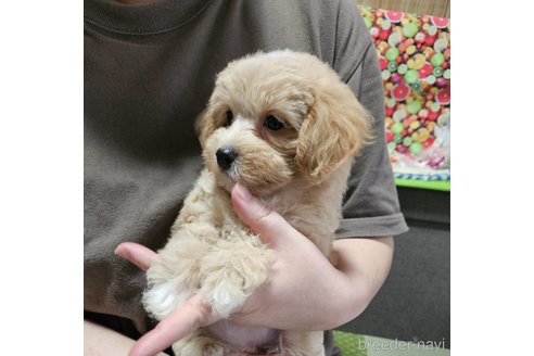 成約済の神奈川県のマルプー:マルチーズ×トイプードル-335321の9枚目