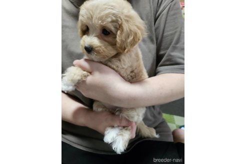成約済の神奈川県のマルプー:マルチーズ×トイプードル-335321の7枚目
