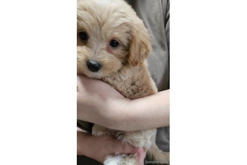 成約済の神奈川県のマルプー:マルチーズ×トイプードル-335321の6枚目