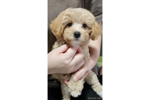 成約済の神奈川県のマルプー:マルチーズ×トイプードル-335321の5枚目
