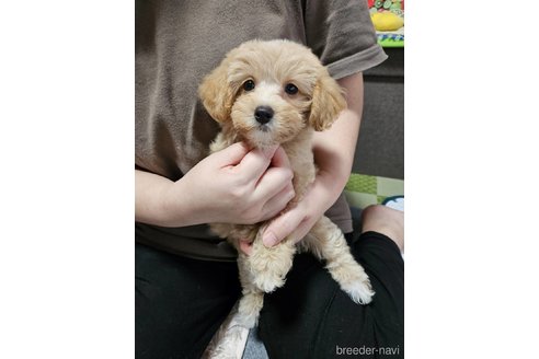 成約済の神奈川県のマルプー:マルチーズ×トイプードル-335321の4枚目