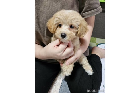成約済の神奈川県のマルプー:マルチーズ×トイプードル-335321の3枚目