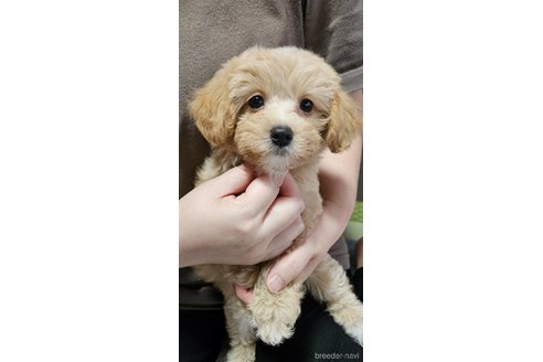 成約済の神奈川県のマルプー:マルチーズ×トイプードル-335321の2枚目