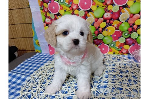 成約済の神奈川県のキャバマル:キャバリア×マルチーズ-335324の21枚目