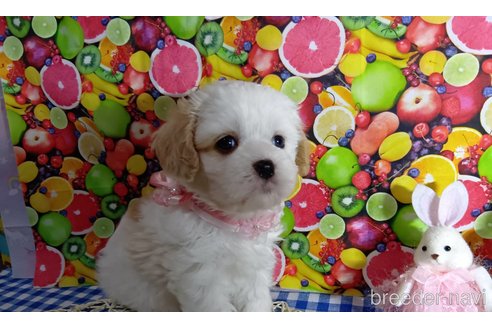 成約済の神奈川県のキャバマル:キャバリア×マルチーズ-335324の13枚目