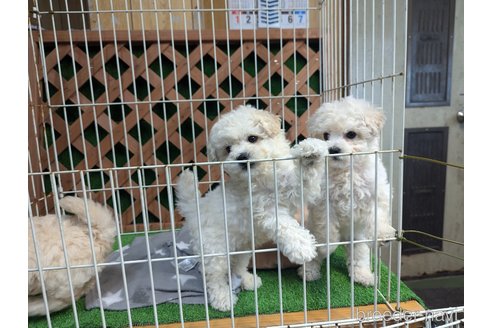成約済の千葉県のビションプー:ビションフリーゼ×トイプードル-328108の5枚目