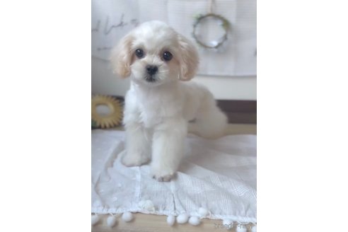 成約済の福岡県のミックス犬-320085の6枚目