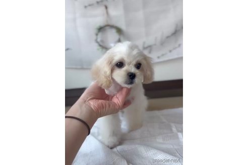 成約済の福岡県のミックス犬-320085の7枚目