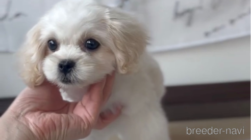成約済の福岡県のミックス犬-320085の1枚目
