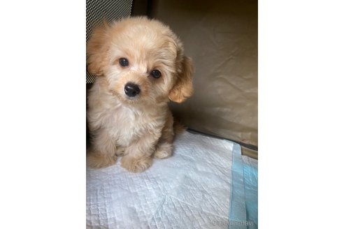 成約済の岡山県のチワプー:チワワ×トイプードル-329074の4枚目