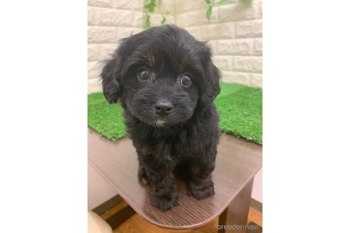 成約済の岡山県のチワプー:チワワ×トイプードル-335379の3枚目