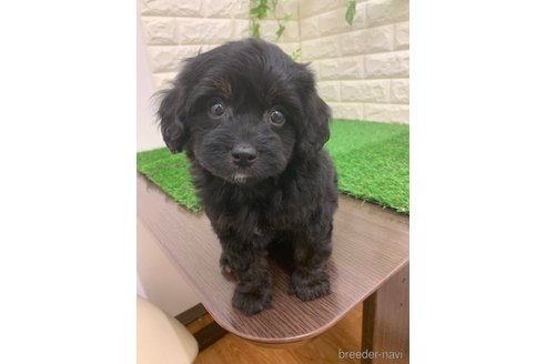 成約済の岡山県のチワプー:チワワ×トイプードル-335379の4枚目