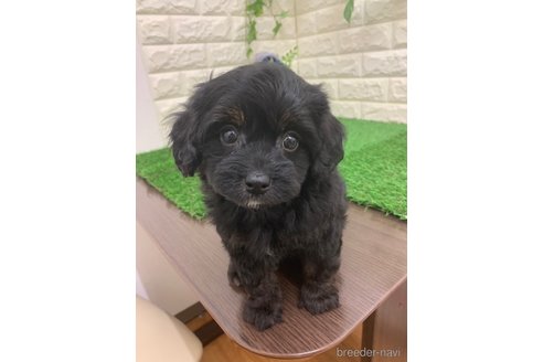 成約済の岡山県のチワプー:チワワ×トイプードル-335379の5枚目