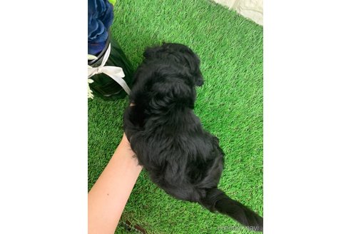 成約済の岡山県のチワプー:チワワ×トイプードル-335381の6枚目