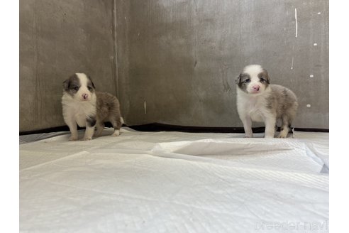 成約済の福岡県のボーダーコリー-333501の2枚目