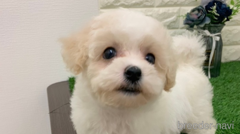 成約済の岡山県のビションプー:ビションフリーゼ×トイプードル-335391の1枚目