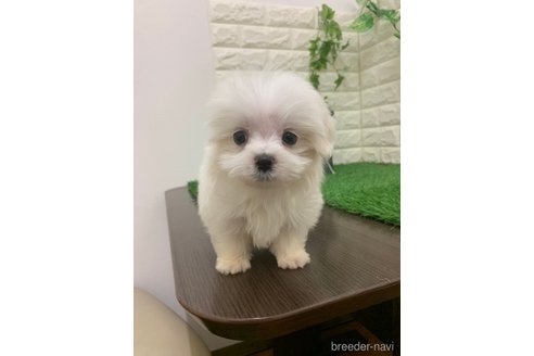 成約済の岡山県のマルックス:マルチーズ×ミニチュアダックスフンド-335395の2枚目