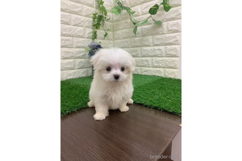 成約済の岡山県のマルックス:マルチーズ×ミニチュアダックスフンド-335395の4枚目