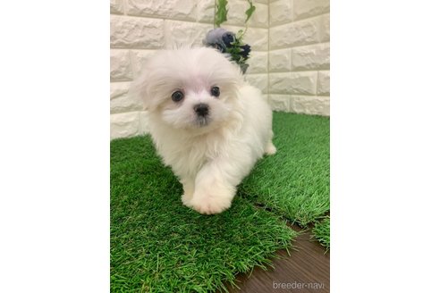 成約済の岡山県のマルックス:マルチーズ×ミニチュアダックスフンド-335395の3枚目