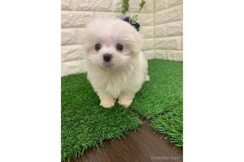 成約済の岡山県のマルックス:マルチーズ×ミニチュアダックスフンド-335395の7枚目