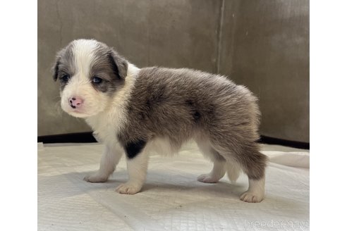成約済の福岡県のボーダーコリー-333497の6枚目