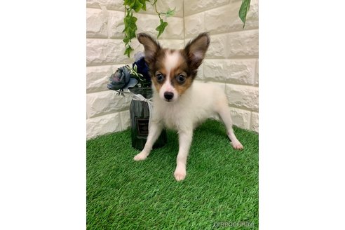 成約済の岡山県のミックス犬-335399の3枚目