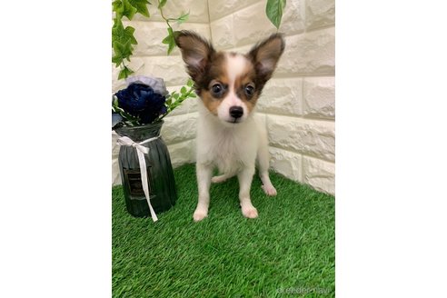 成約済の岡山県のミックス犬-335399の4枚目