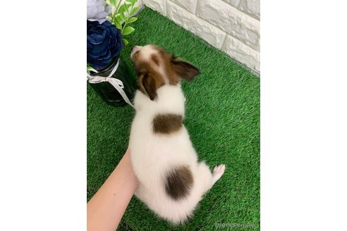 成約済の岡山県のミックス犬-335399の5枚目
