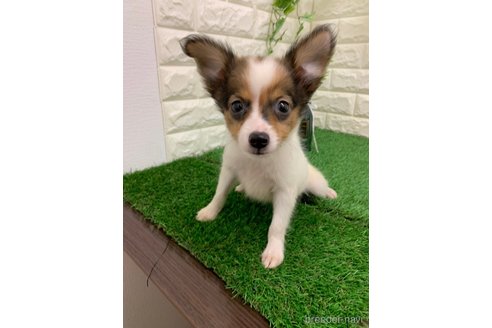 成約済の岡山県のミックス犬-335399の2枚目