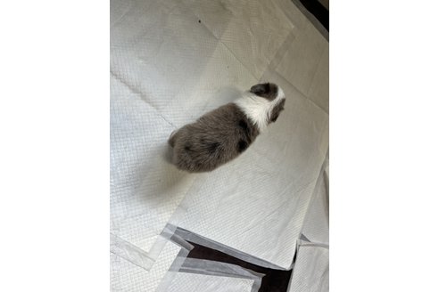 成約済の福岡県のボーダーコリー-333497の2枚目