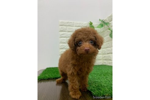 成約済の岡山県のタイニープードル-335409の4枚目