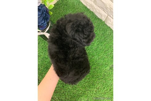 成約済の岡山県のタイニープードル-335413の4枚目